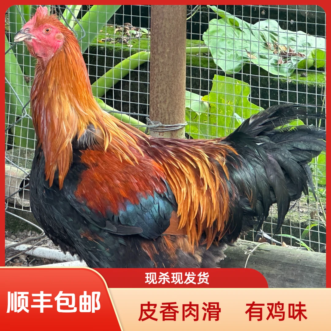 清远农村原生态散养阉鸡养足300天 现杀现发 皮香肉滑 顺丰包邮
