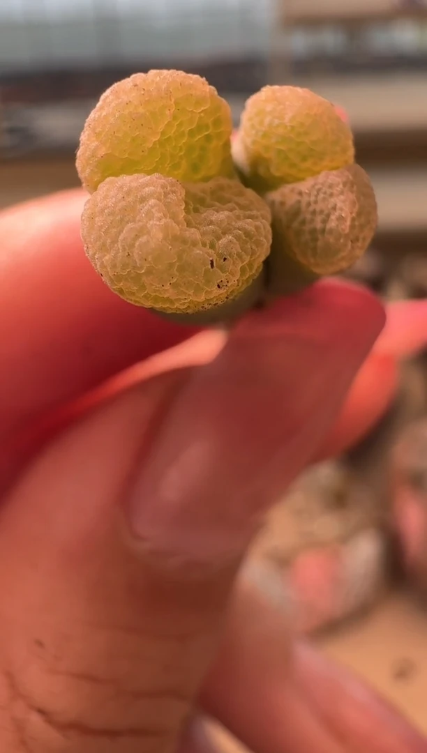 17-51多肉植物肉锥