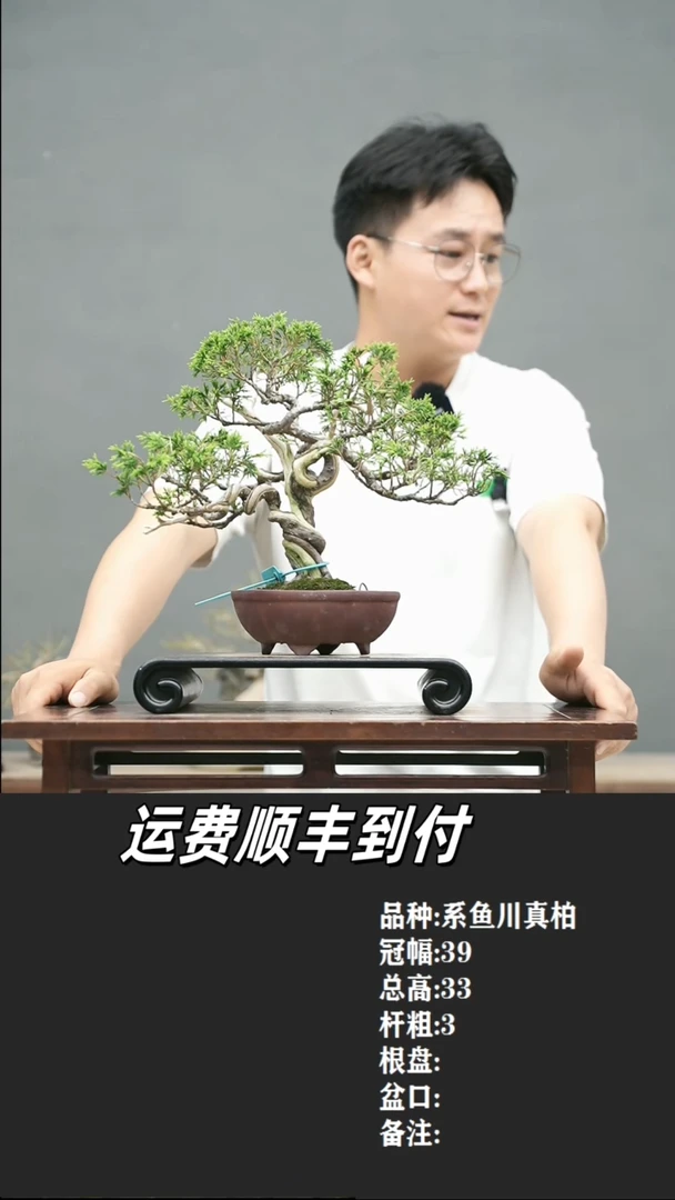 齐*军2 系鱼川真柏