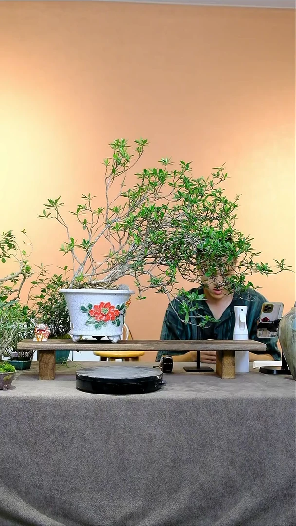 当前无花朵，栽培后可花朵海岛春花精品盆栽