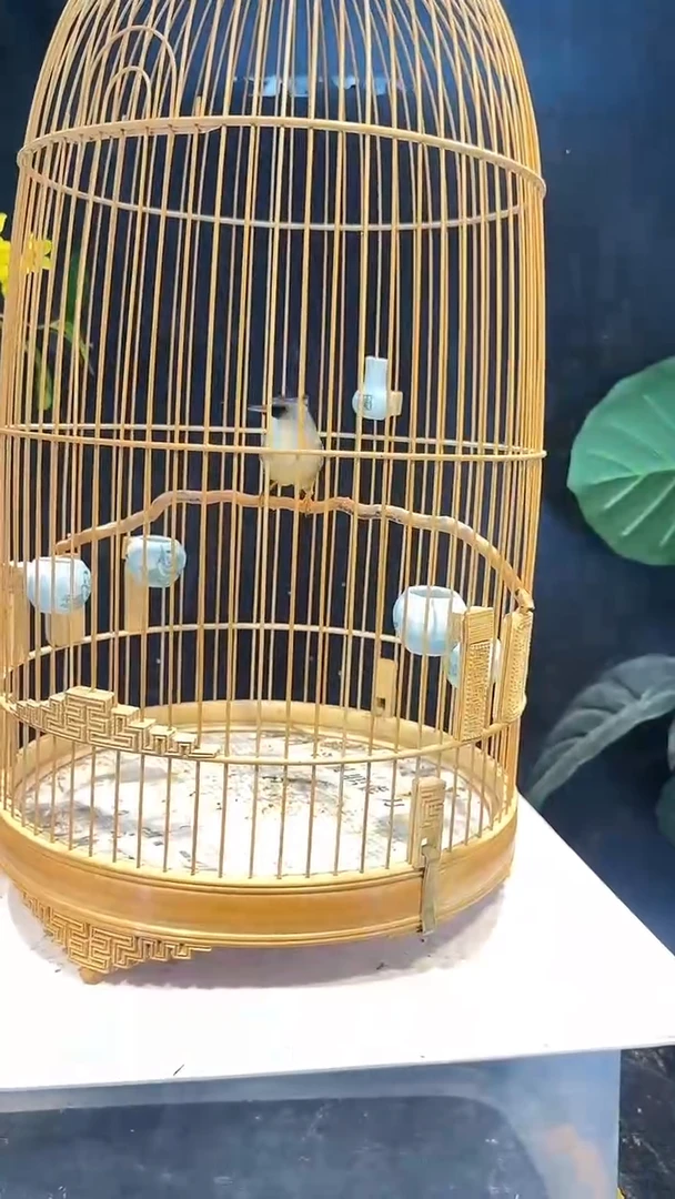 虎皮鹦鹉36号   黑额凤梅养笼0元起拍