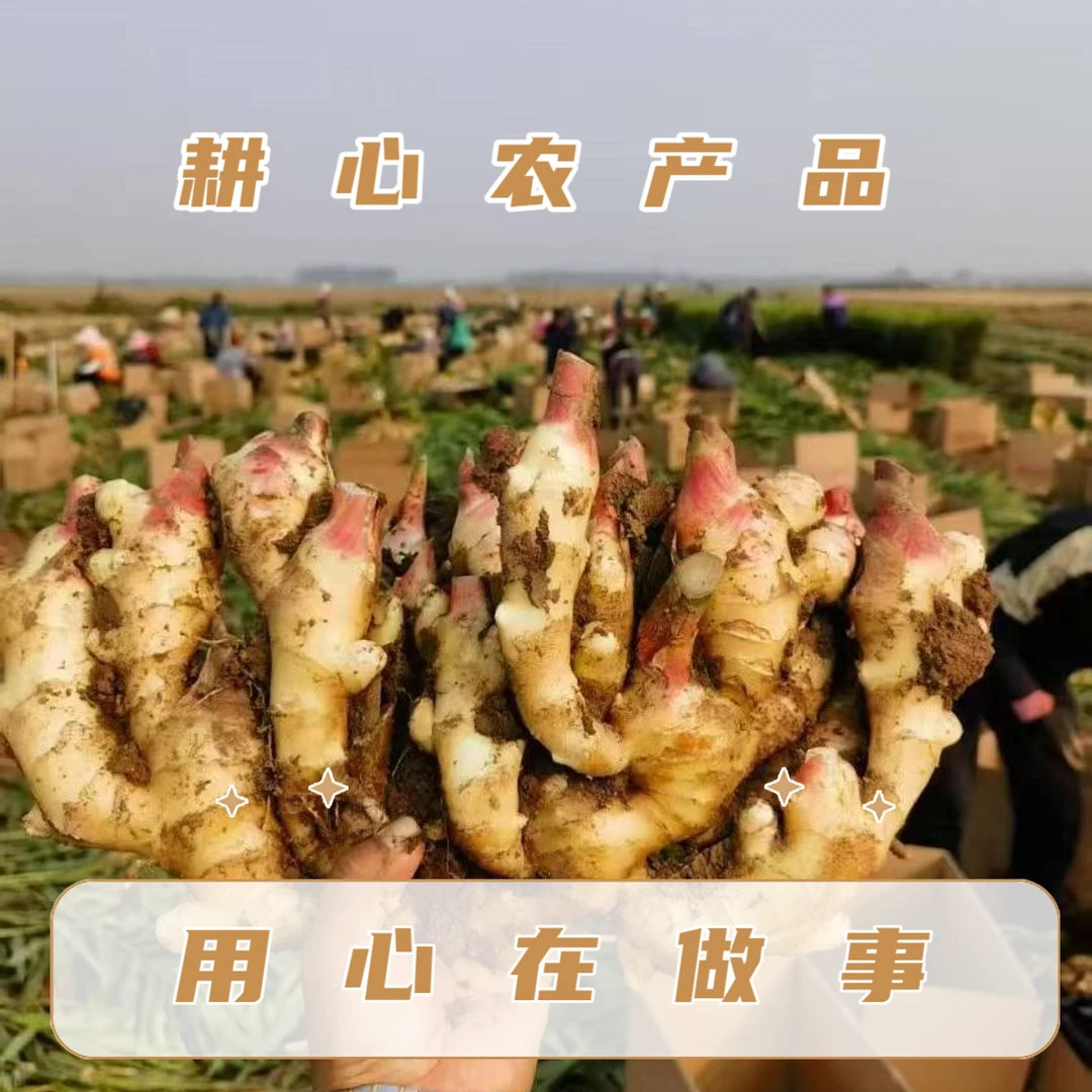 【出口品质】产地直发精选山东优质大黄姜正宗昌邑大黄姜新姜