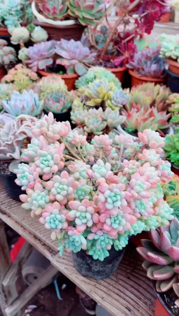 桃****）18040多肉植物一物一拍