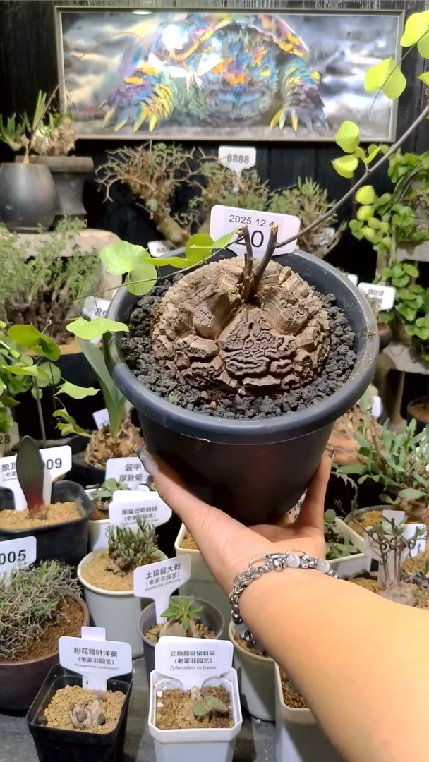 8217号1204福利单个南非龟甲龙