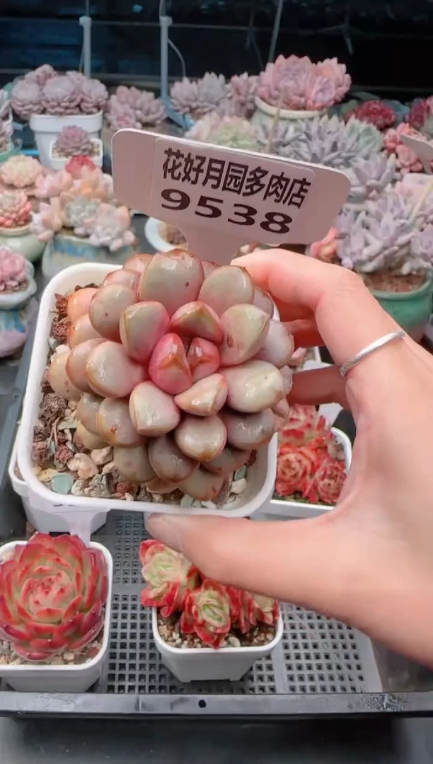 【闪购商品】9538.