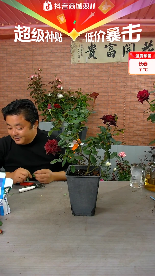 当前无花朵，栽培后可花朵黑巴克