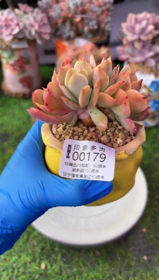 昆明印象多肉00179