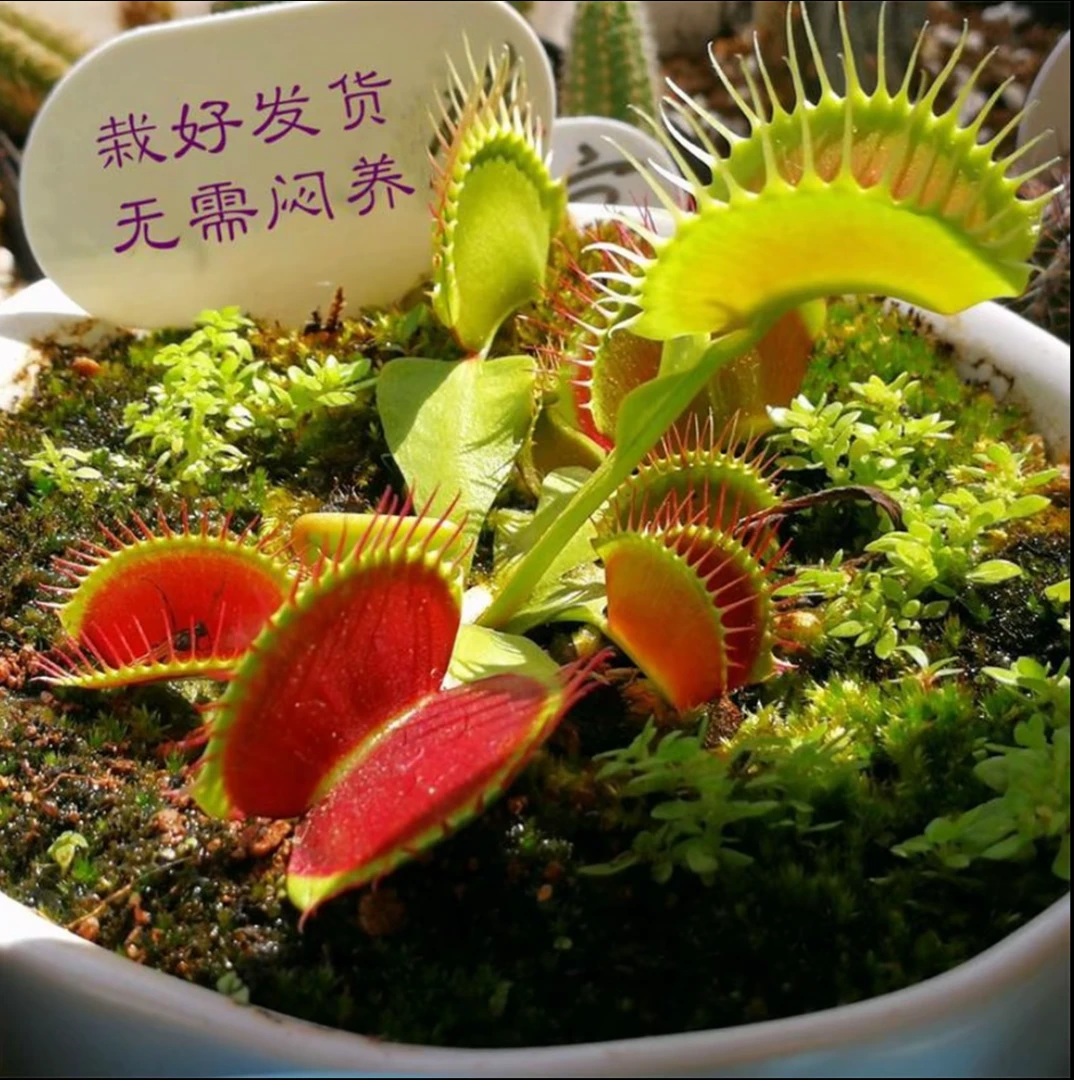 超大食虫捕蝇草趣味绿植盆栽室内绿植猪笼草瓶子草盆景办公桌好养