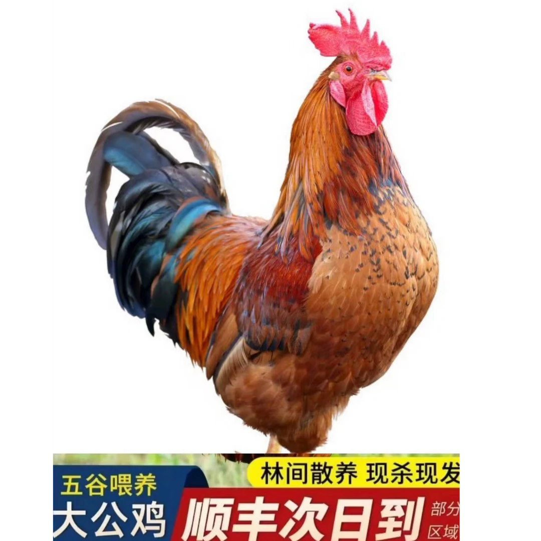 豫北农家土货（公鸡）直播间现选一物一拍，改价链接