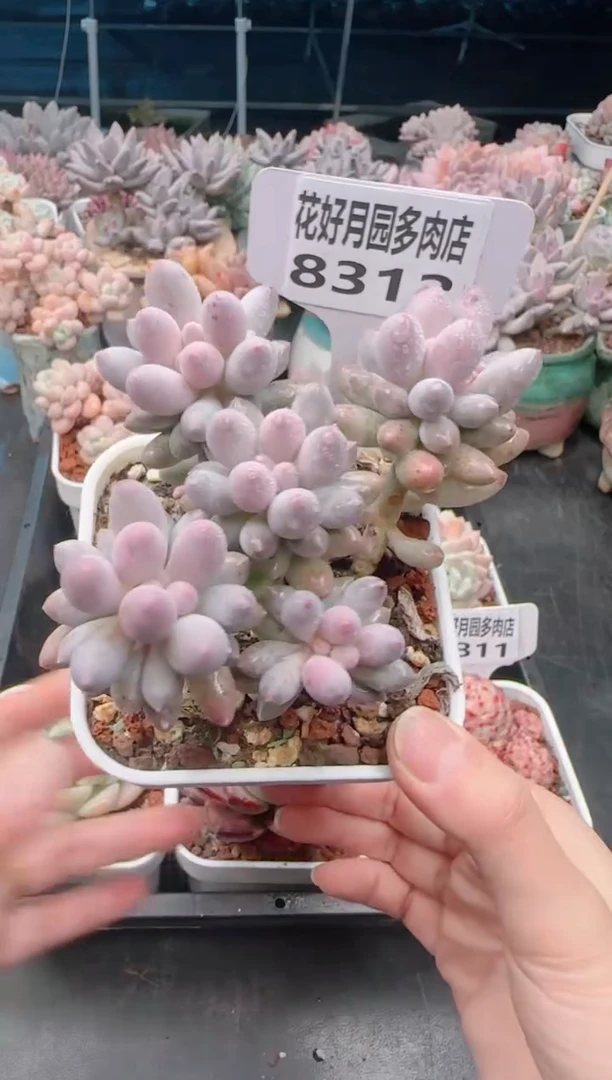 【闪购商品】8312婴儿手指