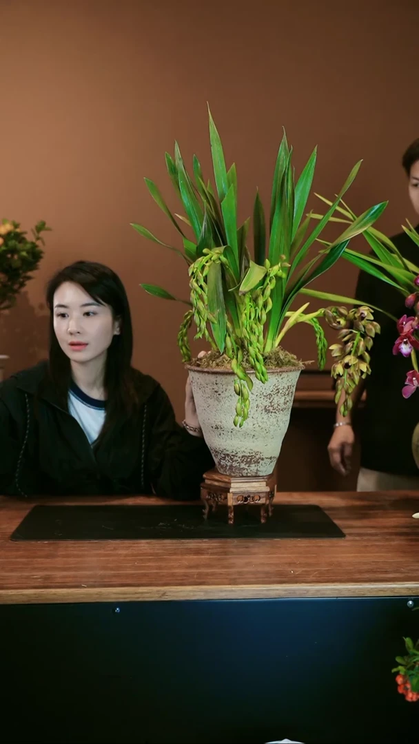 【闪购商品】盆景垂兰