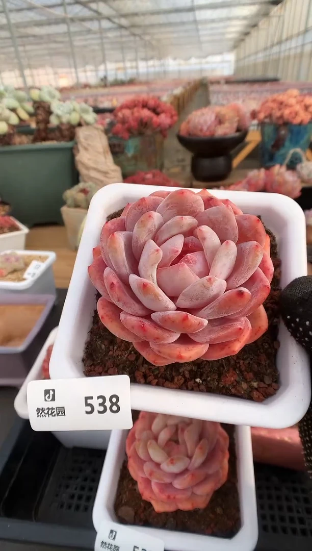 【闪购商品】538雪天使一物一拍