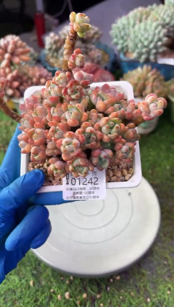 昆明印象多肉01242