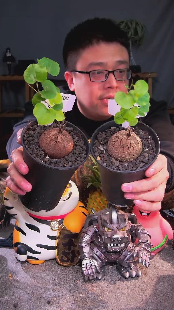 【闪购商品】南非龟甲龙2.11.73