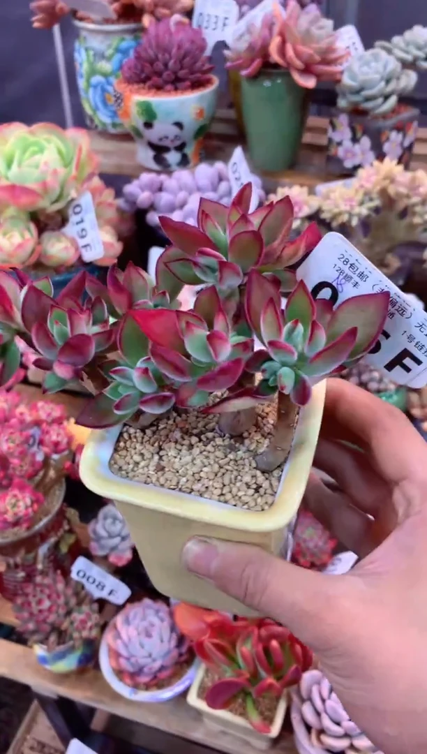 036F（一物一拍，精品多肉，w所见即所得 ）