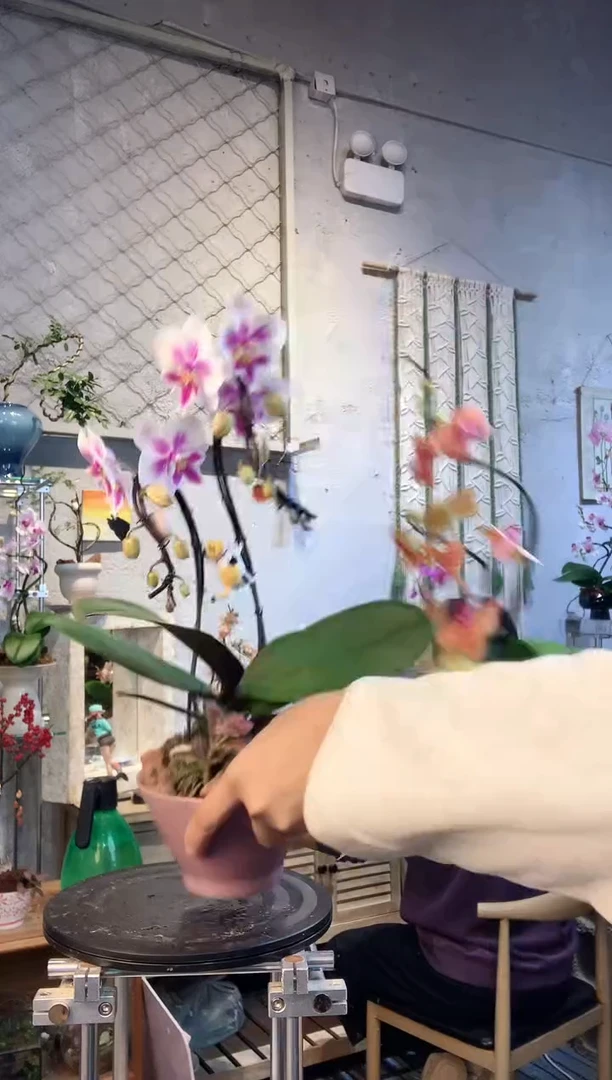 大部分花苞少量开放7656蝴蝶兰艺术盆景