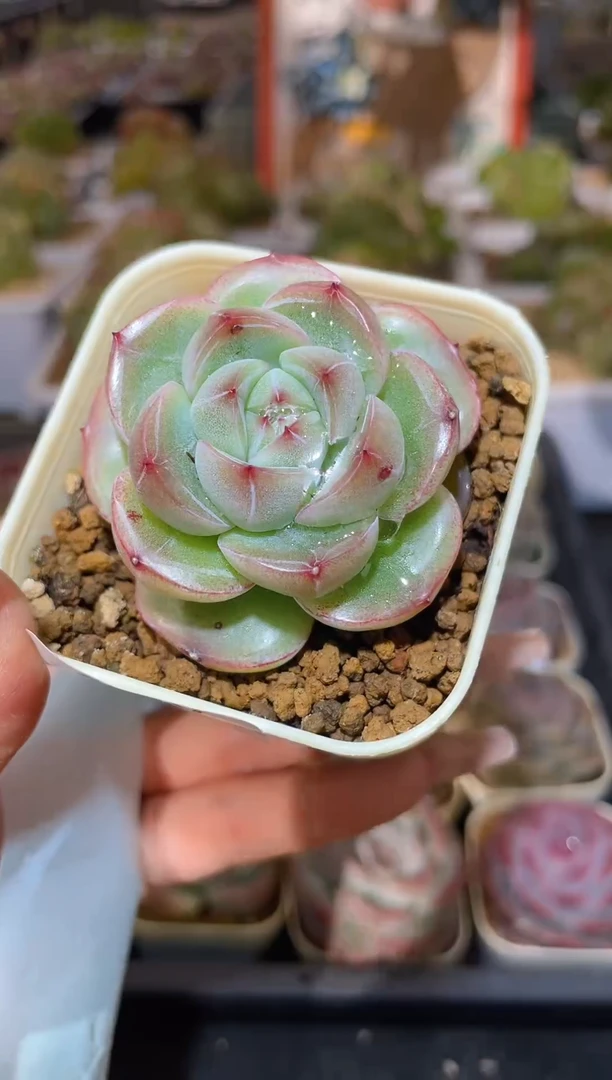 【闪购商品】290珍妮多肉