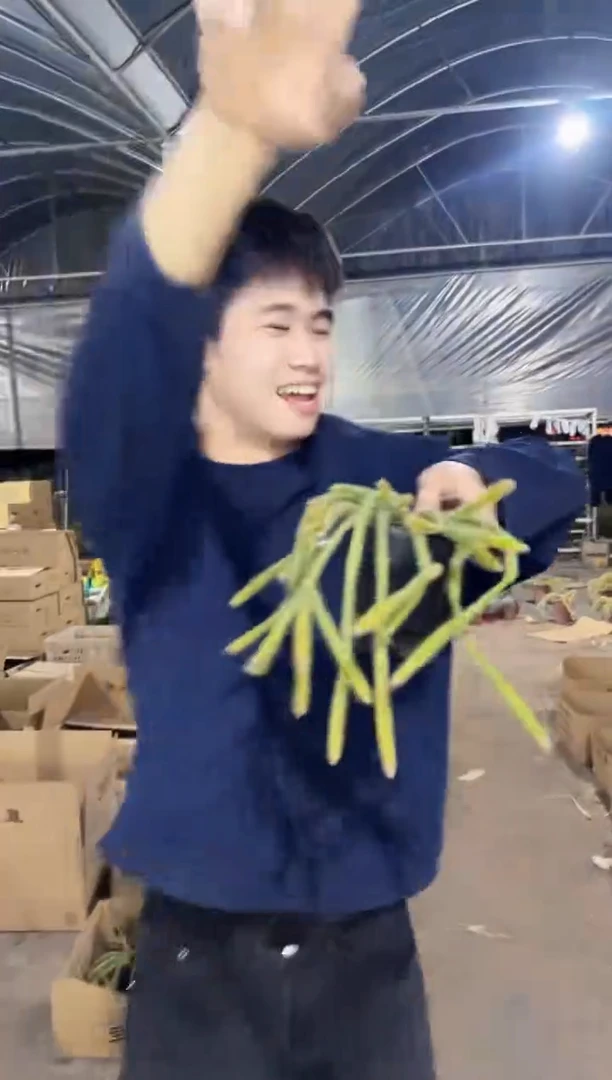 【闪购商品】多头 鼠尾【带根】