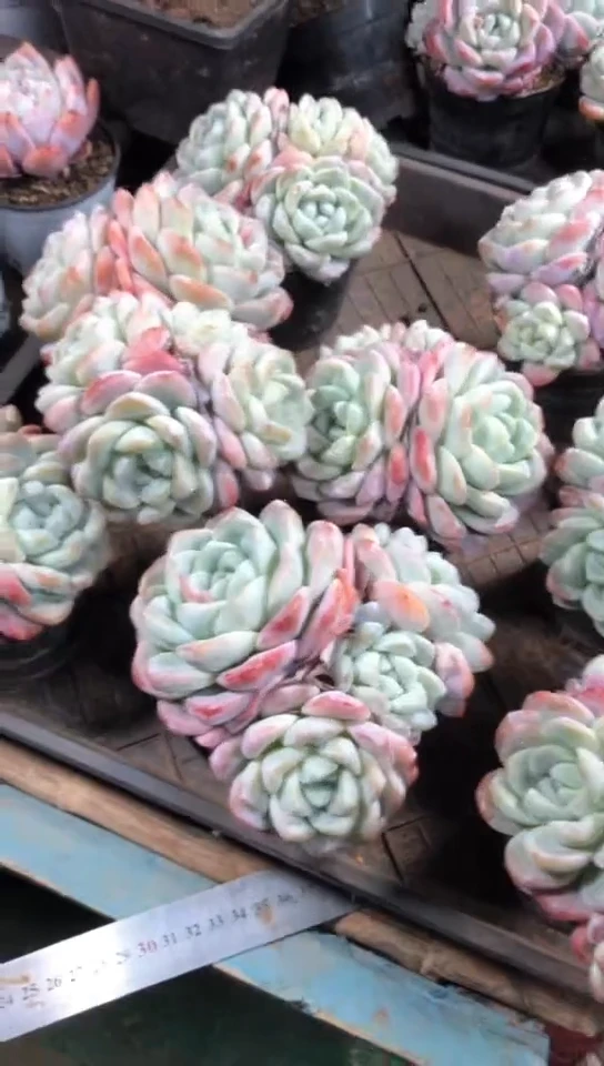 【闪购商品】3头冰玉群