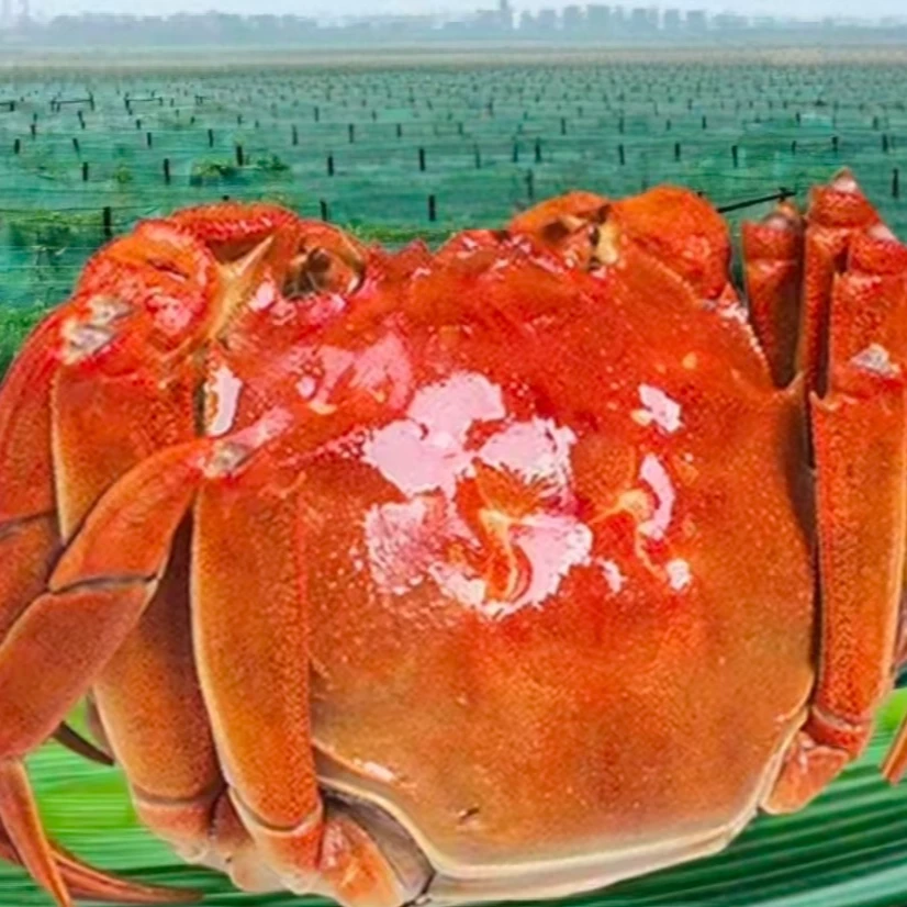 母蟹丨森淼湖大湖蟹丨2两起10只箱装京东包邮死蟹包赔