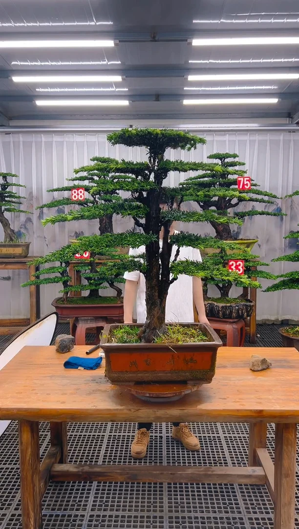 无花朵精品盆景直播间一物一拍