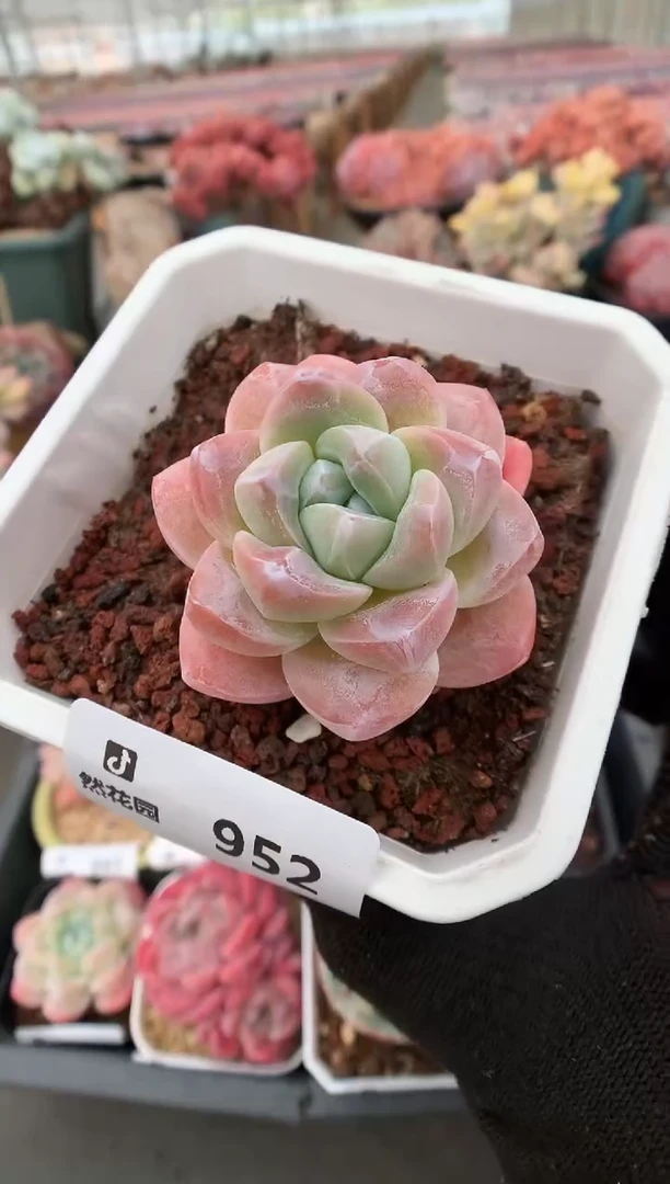 952冰玉一物一拍