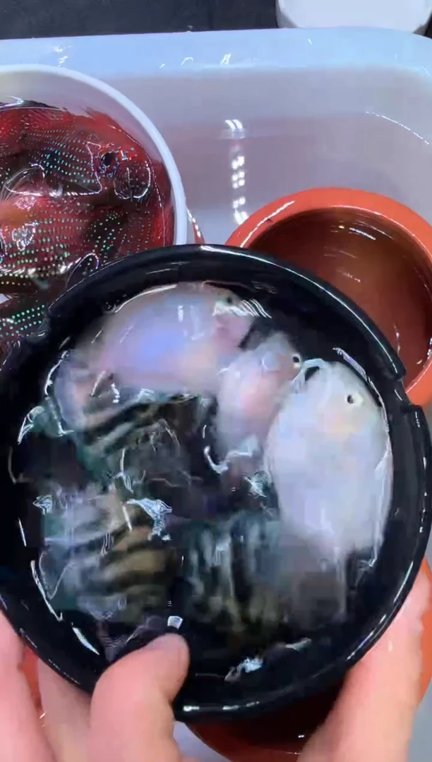 鹦鹉鱼迷你鹦鹉5备损1条