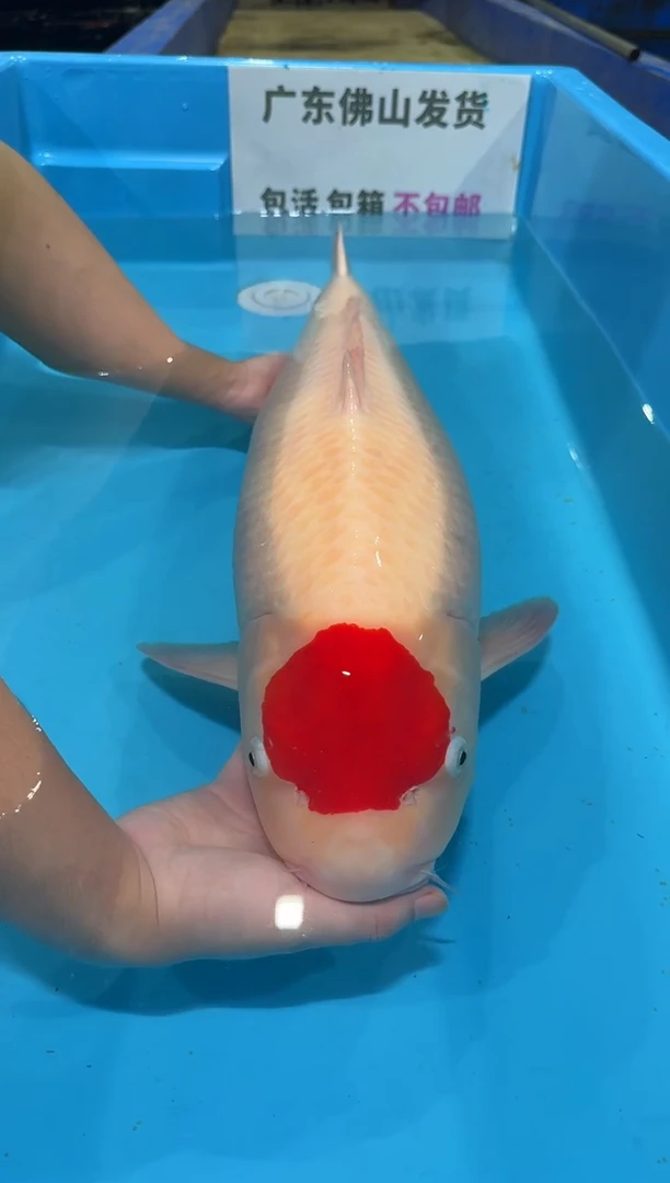 锦鲤用****475公分 丹顶