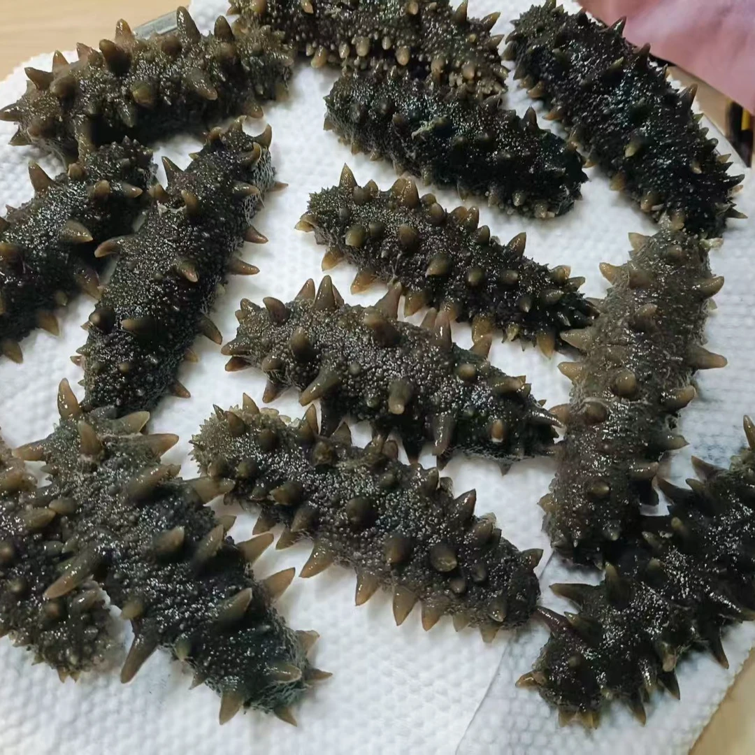 特价40头拉缸盐海参   1500g