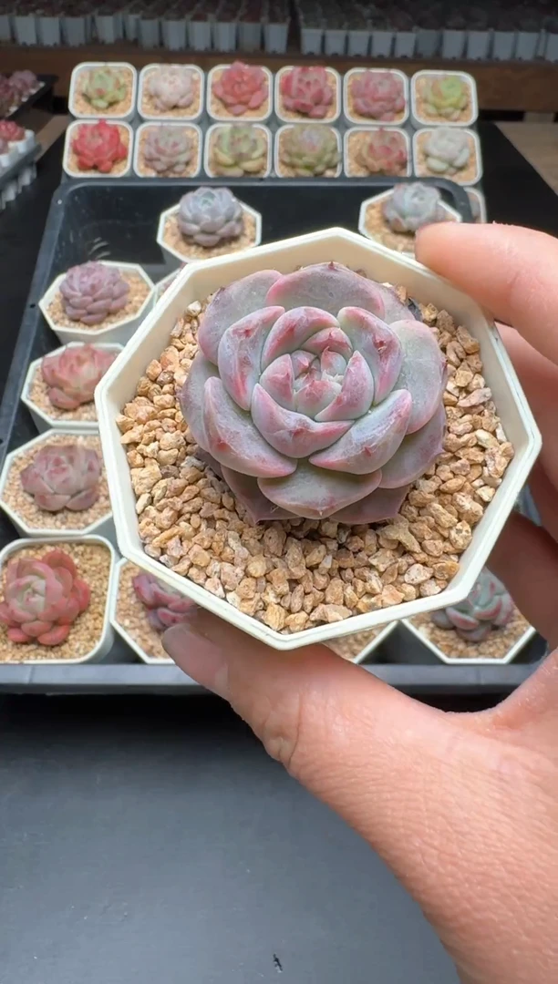 【闪购商品】339B物拍多肉带盆土6.5杯拍3颗包柚