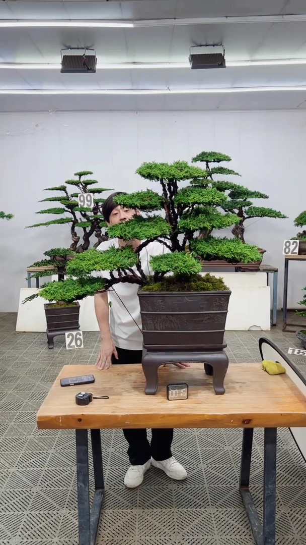 无花朵造型盆景一物一拍