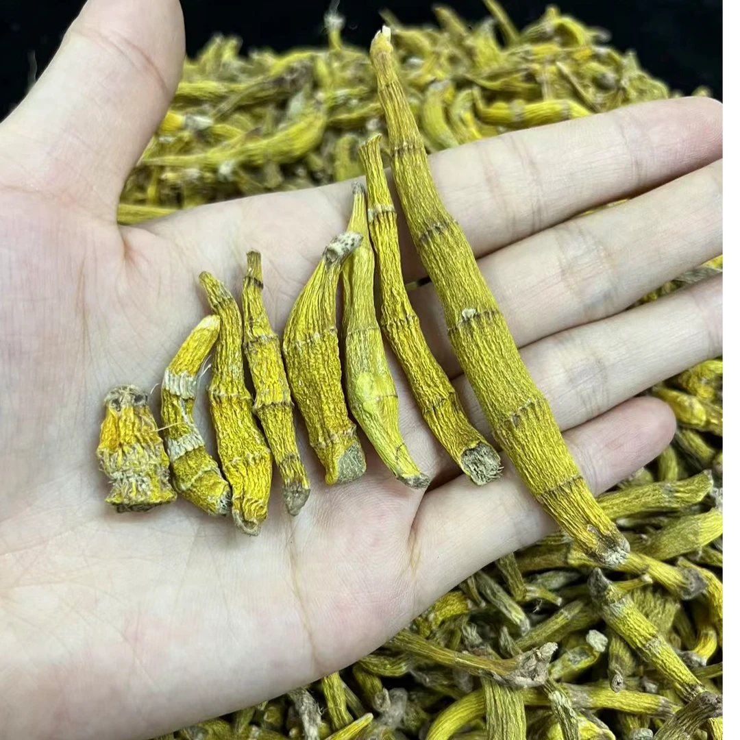 山野挝村虎牙石斛生长于悬崖峭壁数量稀少