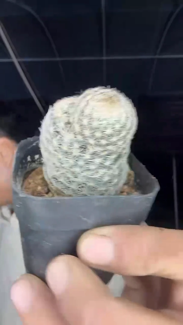 实生姬玉29.99配货看图