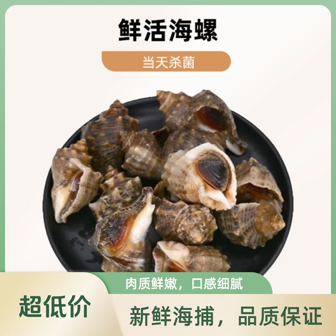 【金叶甄选】鲜活大海螺 3-4两/只 一斤
