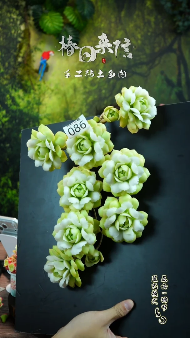 086.。。。。。。。。。。。。。