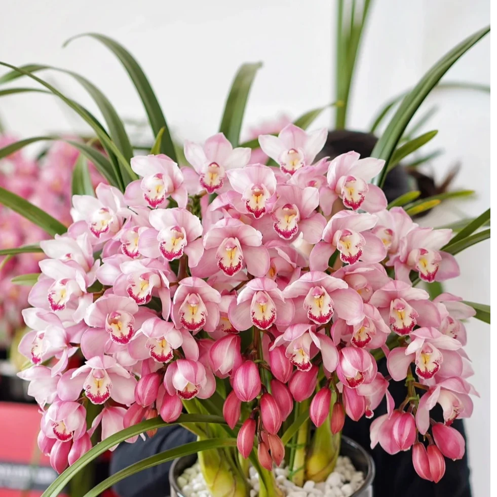 爱恋拱兰大花蕙兰拱兰盆栽顺丰包邮植迷不误