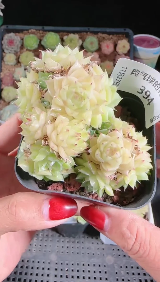 1123-394群生不包整