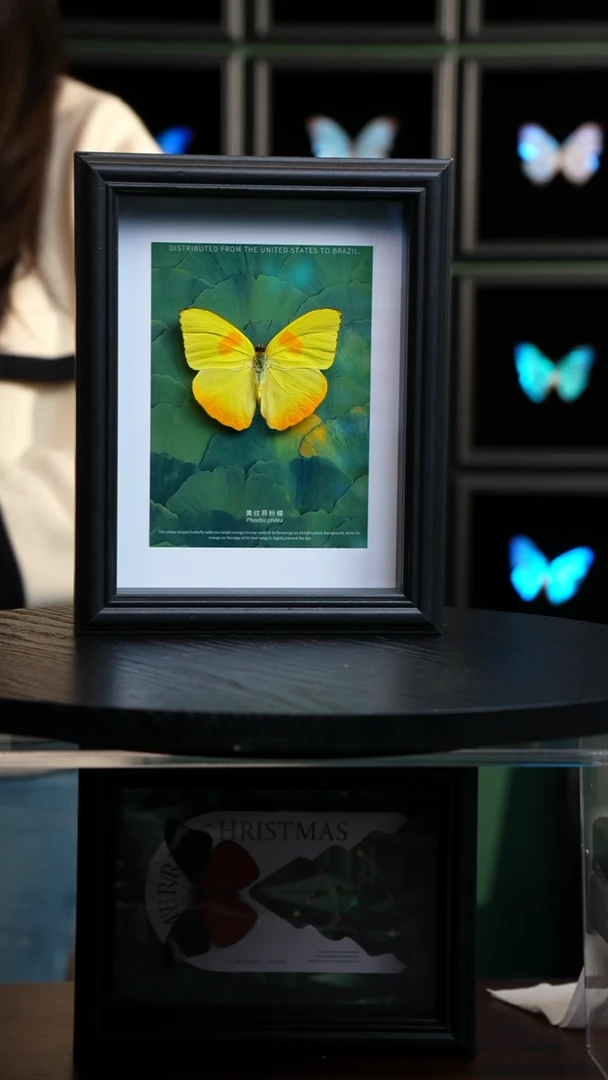 黄纹菲粉蝶新版本银杏款