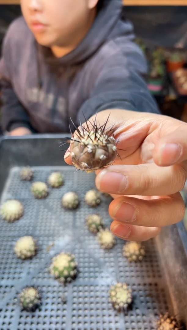 【闪购商品】黑王无根2.8公分侧芽有点歪