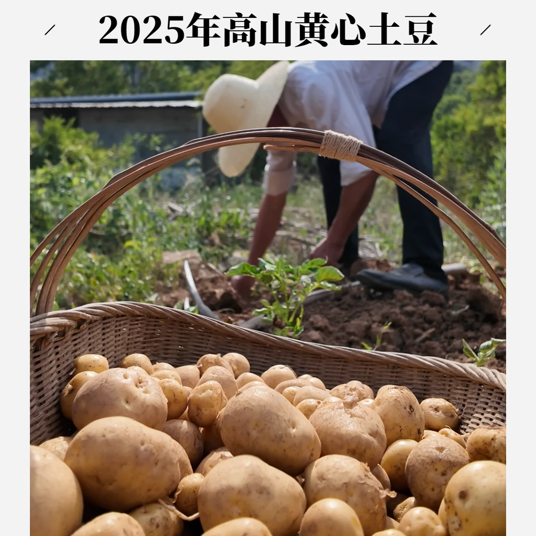 【试吃半斤】岚皋县黄心洋芋高山小土豆农家自种本地洋芋