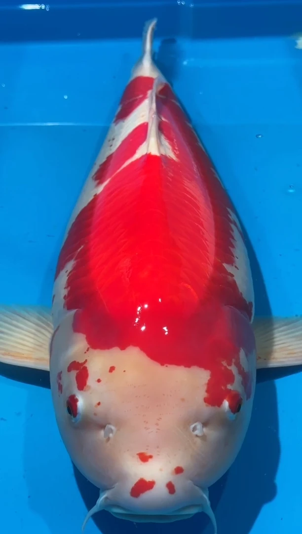 锦鲤佛山金隆锦鲤直播专用闪购链接，不支持7天无理由退货退款