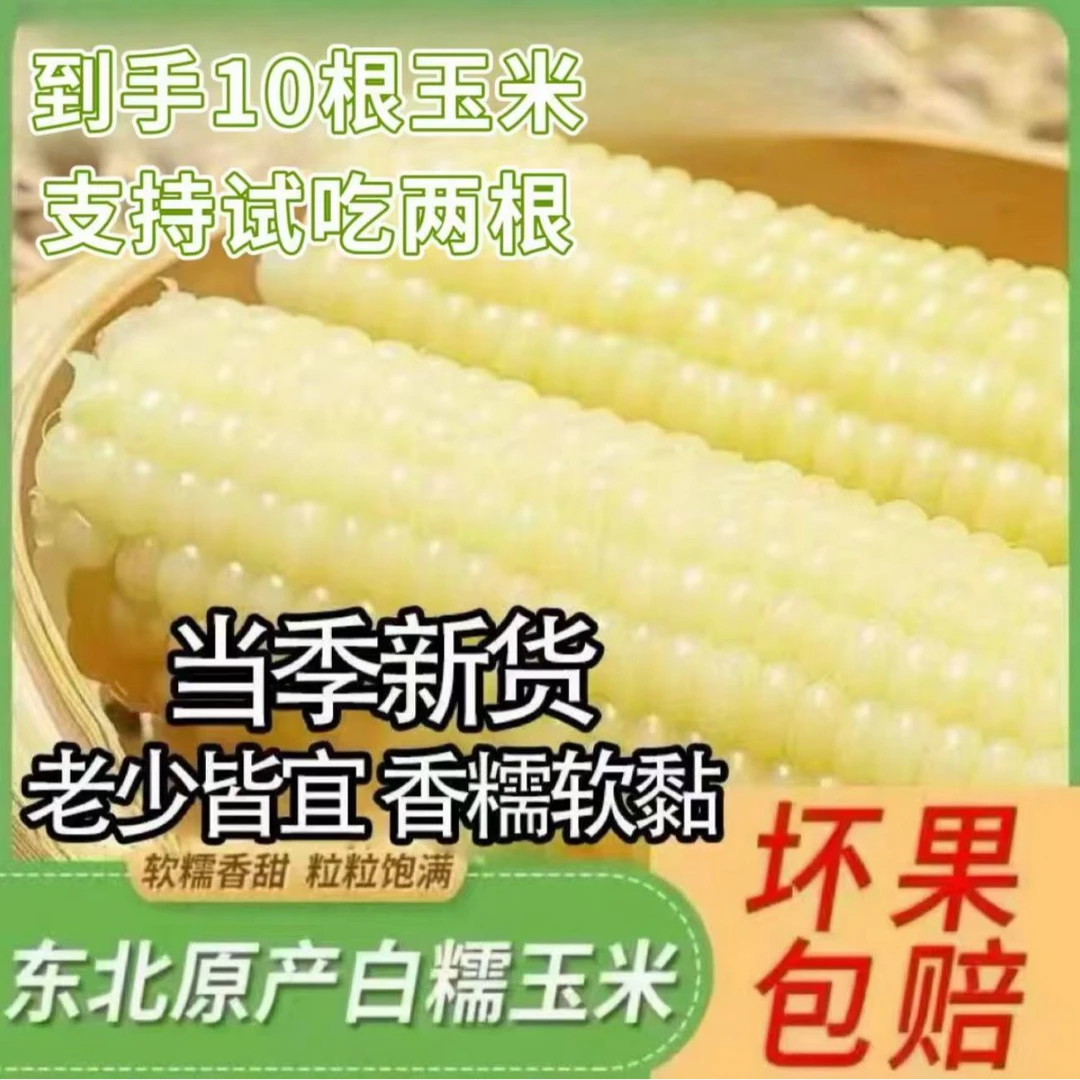 【12根 净重七斤以上】精品大棒白糯正宗东北甜糯玉米【试吃5根】