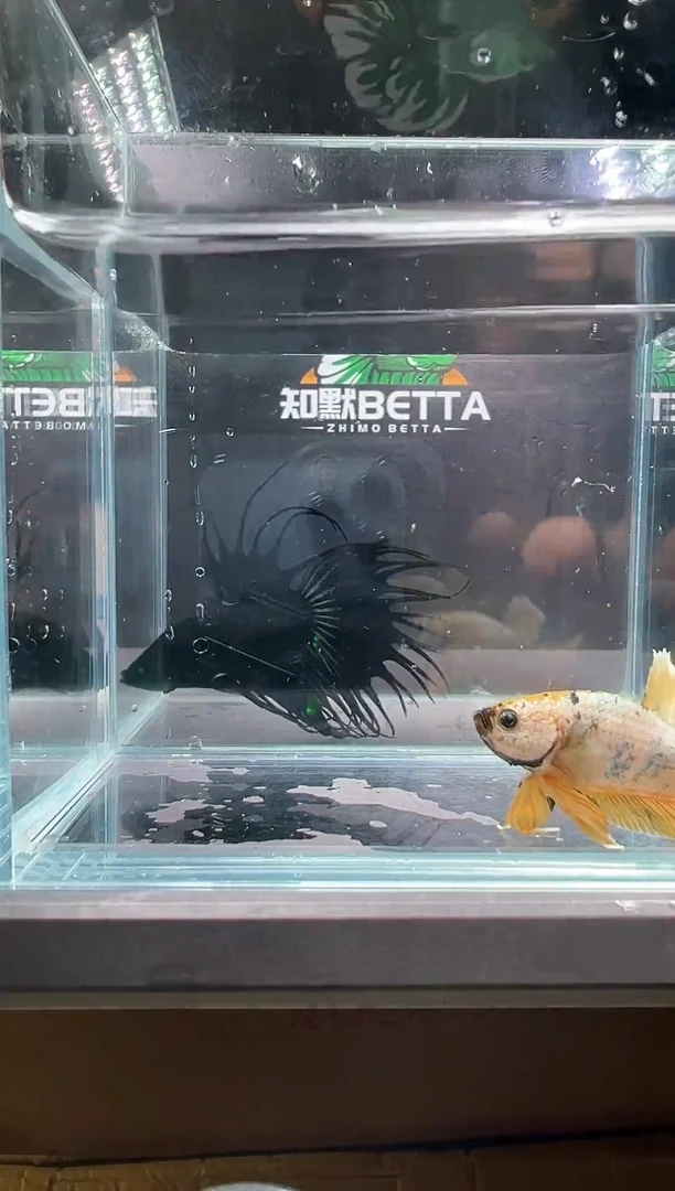 斗鱼知默精品斗鱼