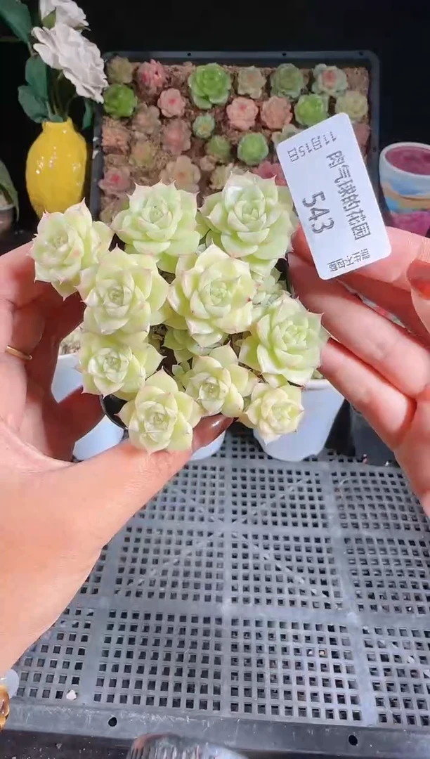 1115-543群生不包整