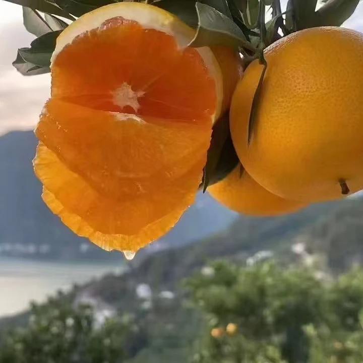 秭归脐橙伦晚春橙九月红纽荷尔脐橙长虹圆虹红心橙原产地现摘现发