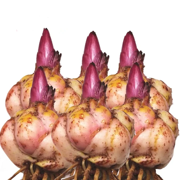 【带芽】香水百合花种球种浓香型花卉庭院阳台耐寒室内外绿植盆栽