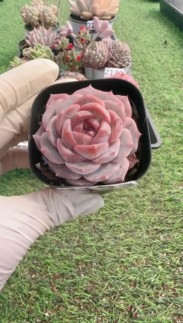 【闪购商品】信服多肉一物一拍