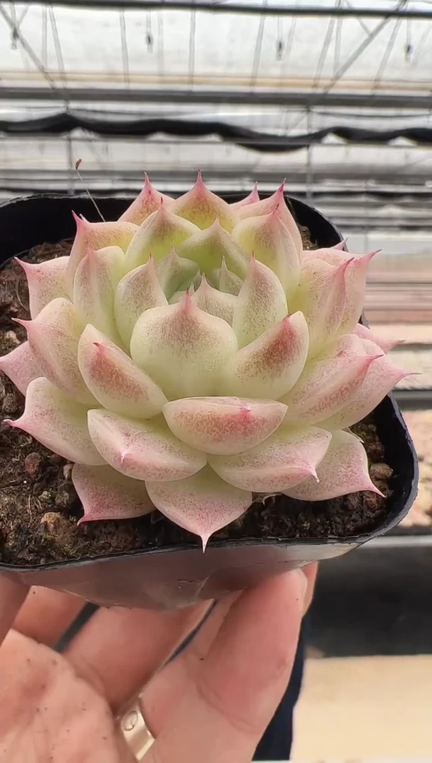 【闪购商品】新款多肉-76