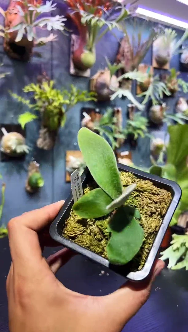 完全开放福利杯苗 北猴4