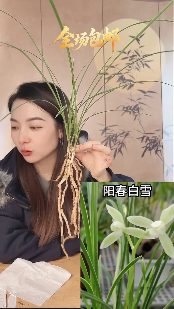 当前无花栽培后可以开花：阳春白雪